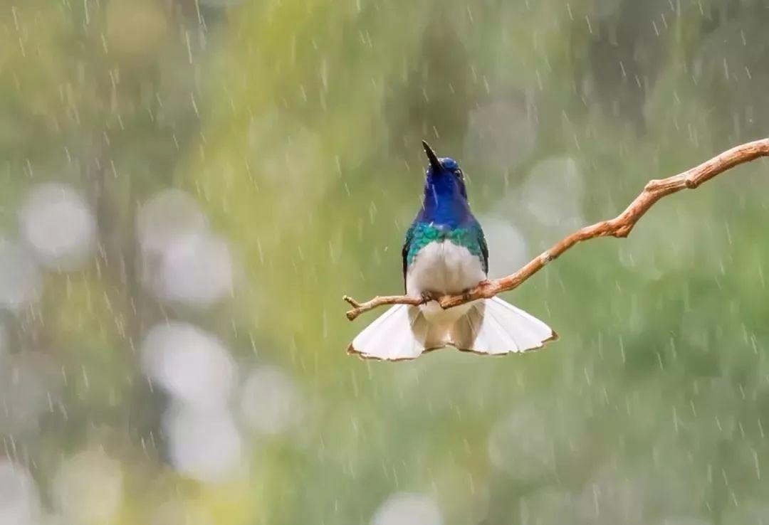 雨水-春雨至,萬物生--易造防雷