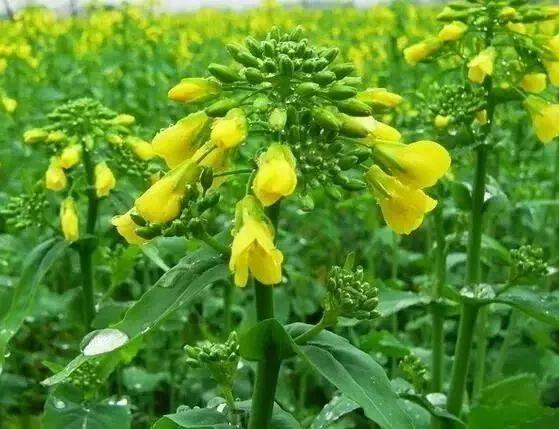 雨水-春雨至,萬物生--易造防雷