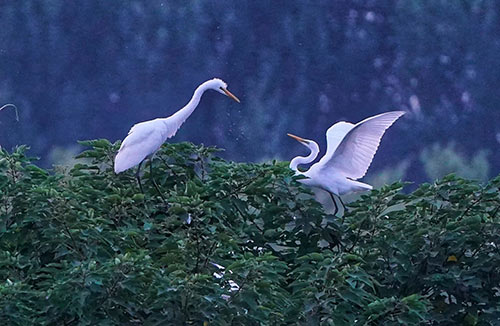 白露 | 夏意已去，涼秋來臨