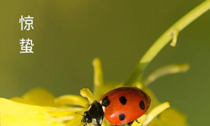 驚蟄-驚雷響 萬物生-易造防雷